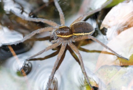 A spider on the water