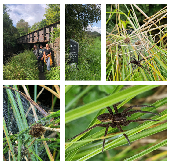 collection of images of close ups of spiders