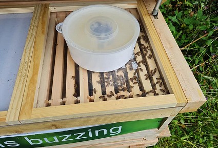 A wooden beehive with a plastic tub on the top